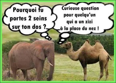 Que pensez-vous de ces deux animaux ?