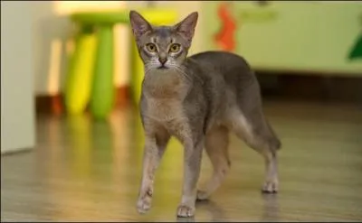 Quelle est la race de ce magnifique chat ?