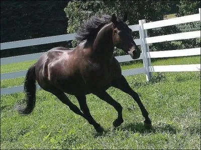 Combien existe-t-il d'allures dans le monde de l'équitation ?