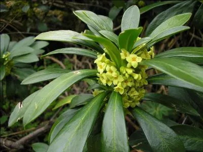 Pluviôse, jour 1 : espèce de daphné, plante appelée aussi bois-gentil.