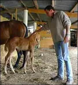 Je slectionne les quids dans le but d'en faire le commerce, je dirige l'ensemble des oprations visant  faire se reproduire des animaux au profit de l'activit humaine. Je peux me spcialiser dans la production d'quids pour les comptitions questres et hippiques, je suis donc...