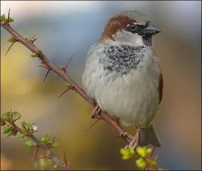 Grâce à cet oiseau, familier pour certains d'entre vous, retrouvez le pays !