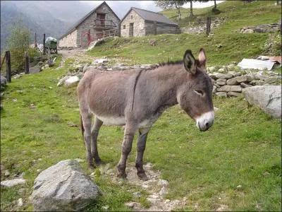 Un de ces trois animaux domestiques n'est pas un ruminant. À votre avis, il s'agit de :