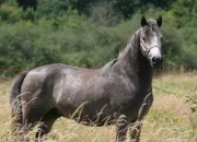 Quiz Les races de chevaux (2)