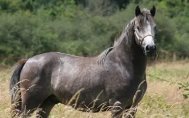 Quiz Chevaux