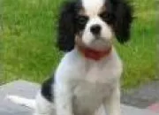 Quiz Le Cavalier King Charles