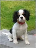 Le Cavalier King Charles vient :