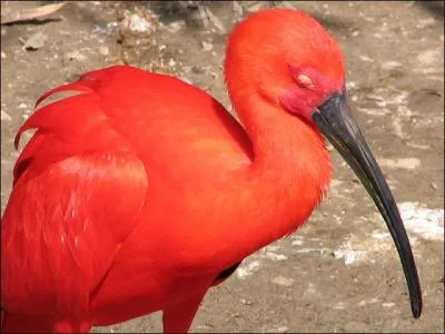 Cet oiseau rouge est un...