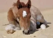 Quiz Chevaux au grand galop