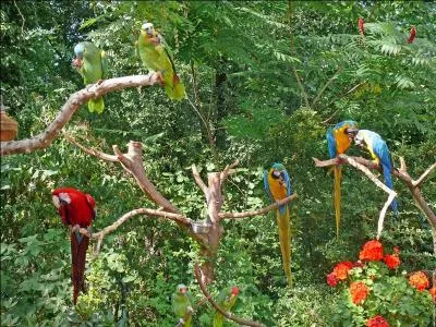 Quel est le plus grand perroquet du monde ?