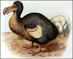 Quel est le véritable nom du dodo ?