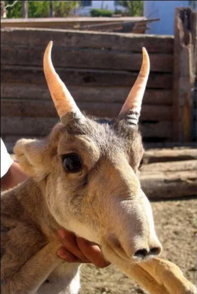 Quelle appellation allez-vous donner à cet animal ?