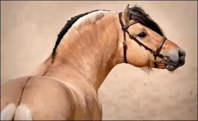 De quelle race est ce cheval ?