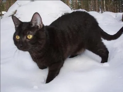 Le chat noir est le symbole ...