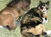 Quiz Robes des chevaux sur les chats