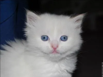 Si ce chaton était un poulain, il serait...