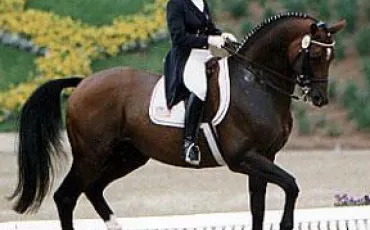 Quiz Equitation