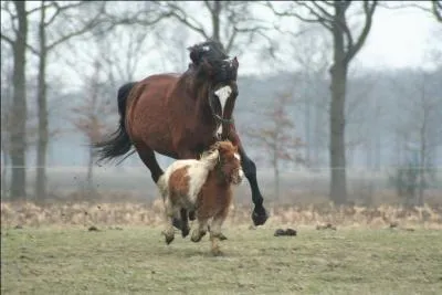 Un cheval fait partie de la famille des ...