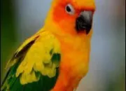 Quiz Les conures