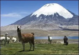 Voici le parc national Lauca avec ses sommets enneigés et ses lacs d'altitude. Il se situe dans la cordillère des Andes :