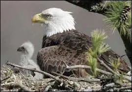 Quel est le bébé de l'aigle ?