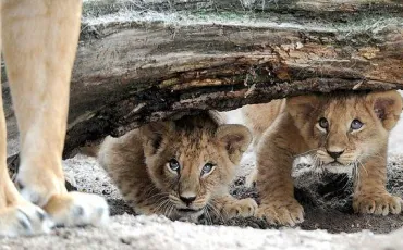 Quiz Animaux