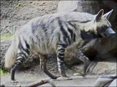 Vous n'êtes pas sans savoir que l'on trouve la hyène rayée en Asie !