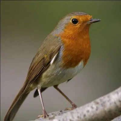 Quel est le nom de cet oiseau ?