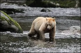 Quelle est la race de cet ours ?