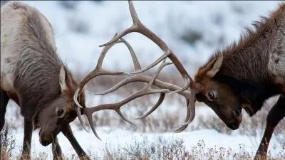 Quel est cet animal ?