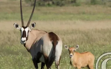 Quiz Animaux