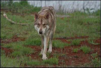 Quelle est la race de ce chien reconnue par la FCI ? A-t-il du sang de loup ?