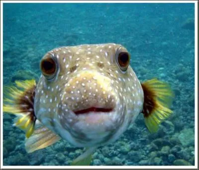 Une gueule sympathique ce Fugu, mais est-il aussi inoffensif que ça ?