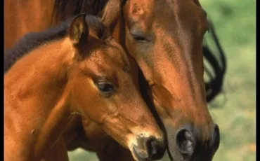 Quiz Animaux