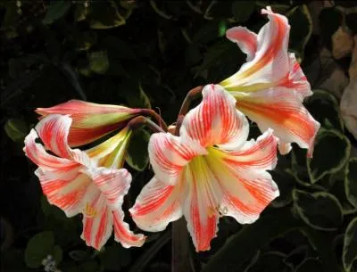 Quelles sont ces grosses fleurs qui égayeront votre hiver ?