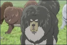 Quel est ce gros chien noir et blanc ?