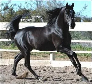 Quelle est la robe de ce cheval ?