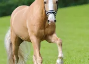 Quiz Quizz - Galop 3