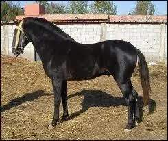 Le cheval barbe est un cheval de selle originaire...