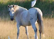 Quiz Robes de chevaux sur les oiseaux