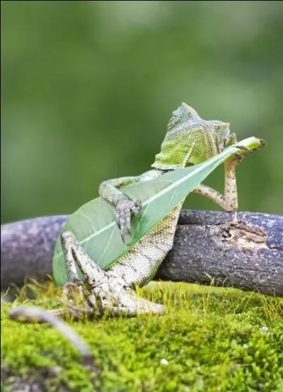 Voici un lézard qui joue de la 'guitare', quel mot vous semble le plus approprié ?