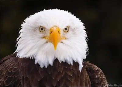 Cet animal est un pygargue à tête blanche.