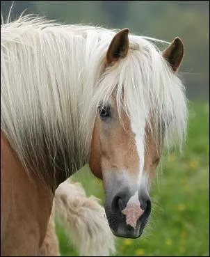 Quelle est cette race ?