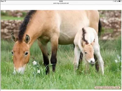 Comment s'appelle la race des derniers chevaux sauvages ?