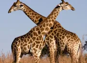 Quiz La girafe