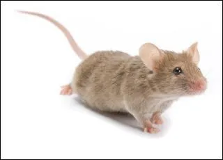 La souris est un rongeur.