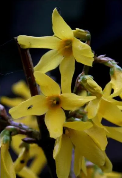 Que sont ces fleurs annonciatrices du printemps ?