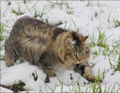 Pour commencer, une petite charade.
Mon premier est une note de musique.
Mon second est une couleur de robe de cheval.
Mon troisième est une chose sans importance.
Mon tout est une race de chat à fourrure épaisse.