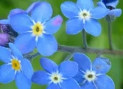 Quiz Ces fleurs aux noms d'animaux !