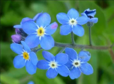 Comment appelle-t-on aussi le myosotis ?